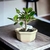 Bonsai Ficus Retusa N1 en maceta ceramica esmaltada en internet