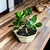 Bonsai Ficus Retusa N2 en maceta ceramica esmaltada - comprar online