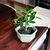 Bonsai Ficus Retusa N1 en maceta ceramica esmaltada - tienda online