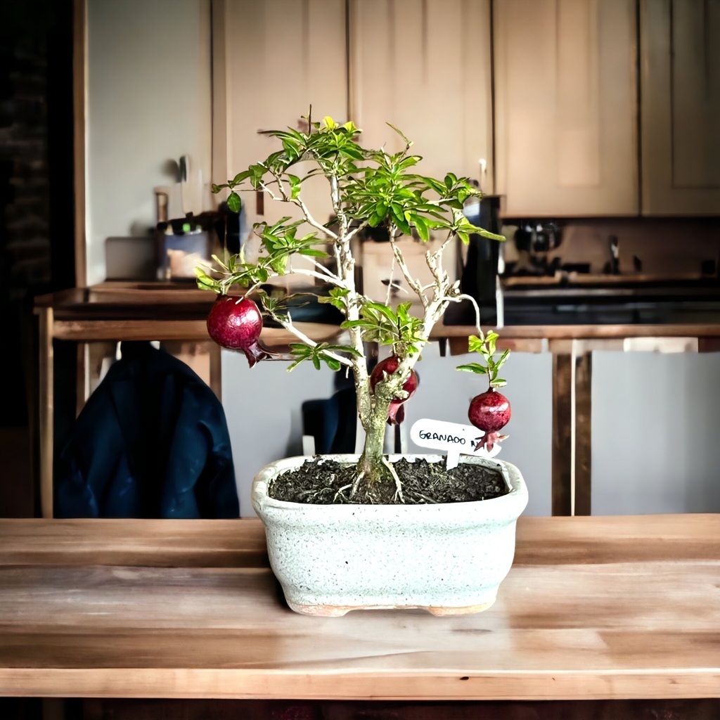 Estuche de herramientas para bonsai - Bonsai Granada