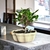 Bonsai Ficus Tigerbark N2 en maceta ceramica esmaltada en internet