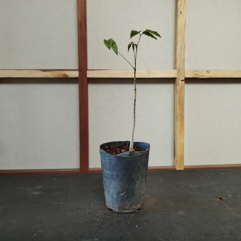 Plantin de lapacho rosado 3 años de semilla