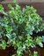 Bonsai Buxus N5 variegado en maceta esmaltada - comprar online