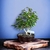 Bonsai ficus Natasja N2 en maceta esmaltada - Domestic Bonsai