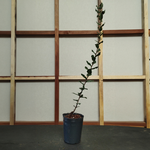 Plantin De Quercus Suber Alcornoque 2 Años De Semilla