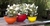 Bowl de cultivo entrenamiento de plastico Beruplast - comprar online