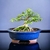 Bonsai Jazmin Amarillo N4 en maceta esmaltada - comprar online