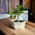 Bonsai Ficus Retusa N1 en maceta ceramica esmaltada - comprar online