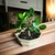 Bonsai Ficus Retusa N2 en maceta ceramica esmaltada en internet