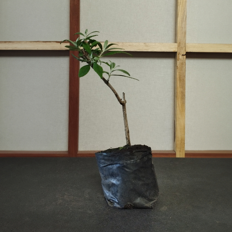 Plantin de Buddleia arbusto de las mariposas