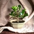 Bonsai Ficus Retusa N2 en maceta ceramica esmaltada