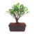 Bonsai Ficus Tigerbark N7 en maceta ceramica esmaltada