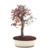 Bonsai Zelkova serrata N6 en maceta ceramica esmaltada - tienda online