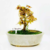Bonsai Arce Acer Palmatum N4 en maceta esmaltada - comprar online