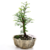 Bonsai Taxodium N2 (cipres calvo o de los pantanos) en maceta ceramica esmaltada - comprar online