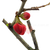 Plantin Chaenomeles Speciosa/cydonea Rojo - comprar online