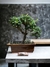 Bonsai Olmo chino N8 en maceta esmaltada en internet