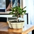 Bonsai Ficus Tigerbark N2 en maceta ceramica esmaltada - tienda online