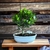 Bonsai Ficus Tigerbark N5 en maceta ceramica esmaltada