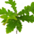 Plantin de Quercus Cerris - comprar online