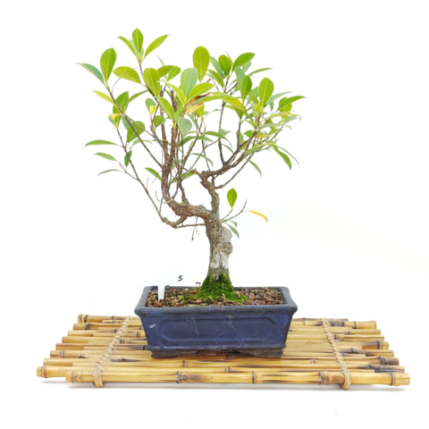 Bonsai Ficus Tigerbark Taiwan N5 en maceta ceramica esmaltada