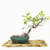 Bonsai Ficus Tigerbark N6 Taiwan en maceta ceramica esmaltada