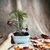 Bonsai Granado N4 en maceta esmaltada