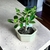 Bonsai Ficus Retusa N1 en maceta ceramica esmaltada - Domestic Bonsai