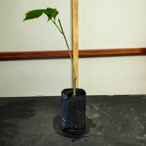 Plantin de Abutilon Bordo