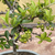 Bonsai Pyracantha N2 en maceta esmaltada - comprar online