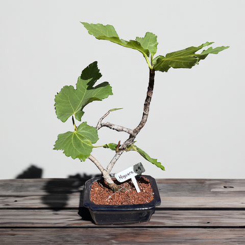 Bonsai de Higuera N4