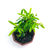Bonsai Pyracantha N1 en maceta esmaltada - comprar online