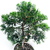 Bonsai Junipero chinensis turulosa N6 en maceta ceramica esmaltada - comprar online