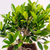 Bonsai Ficus Tigerbark N8 en maceta ceramica esmaltada - comprar online