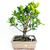 Bonsai Ficus Tigerbark N9 en maceta ceramica esmaltada