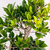 Bonsai Ficus Tigerbark N9 en maceta ceramica esmaltada - comprar online