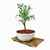 Bonsai Callistemon N2 en maceta ceramica esmaltada - comprar online