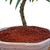 Bonsai Callistemon N2 en maceta ceramica esmaltada - Domestic Bonsai