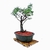 Bonsai Espinillo N6 en maceta ceramica esmaltada - comprar online