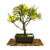 Bonsai Jazmin Amarillo N8 en maceta esmaltada - comprar online