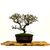 Bonsai Cotoneaster Microphilia N4 en maceta ceramica esmaltada