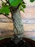Bonsai Quercus Suber en maceta esmaltada de gres N8 - Domestic Bonsai