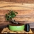 Bonsai Quercus Suber en maceta esmaltada de gres N8 - comprar online