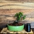 Bonsai Quercus Suber en maceta esmaltada de gres N8 - tienda online