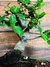 Bonsai Quercus Suber en maceta esmaltada de gres N8 - comprar online