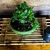 Bonsai Quercus Suber en maceta esmaltada de gres N8 en internet