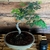 Bonsai Guayacan Autoctono esmaltada de gres N5 - comprar online