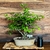 bonsai grewia occidentalis N8 en maceta esmaltada