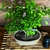 bonsai grewia occidentalis N2 en maceta esmaltada - comprar online