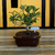 Bonsai Ficus Retusa N4 en maceta ceramica esmaltada